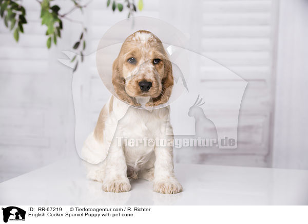 English Cocker Spaniel Welpe mit Halskragen / English Cocker Spaniel Puppy with pet cone / RR-67219