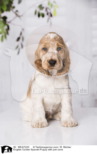 English Cocker Spaniel Puppy with pet cone / RR-67220