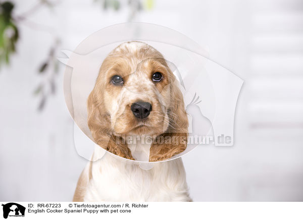 English Cocker Spaniel Welpe mit Halskragen / English Cocker Spaniel Puppy with pet cone / RR-67223