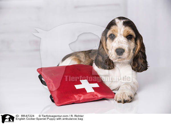 English Cocker Spaniel Puppy with ambulance bag / RR-67224