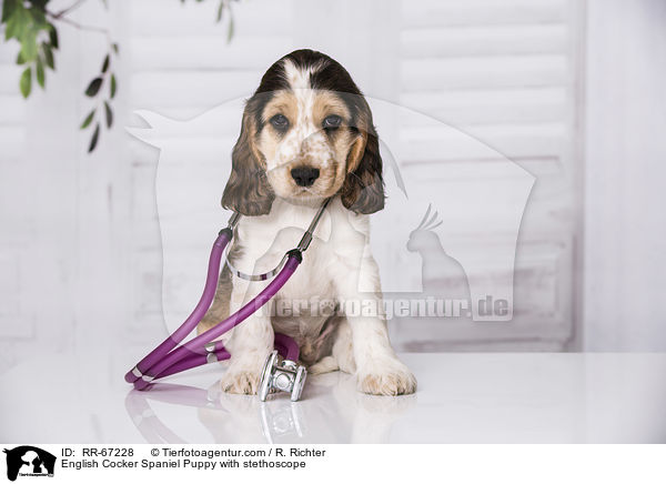 English Cocker Spaniel Welpe mit Stethoskop / English Cocker Spaniel Puppy with stethoscope / RR-67228
