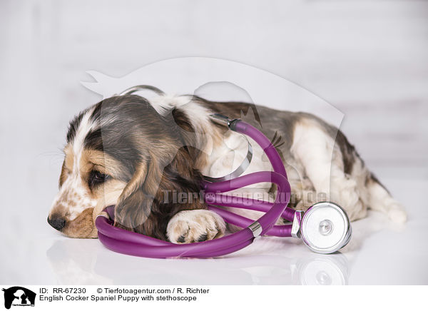 English Cocker Spaniel Puppy with stethoscope / RR-67230