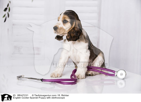 English Cocker Spaniel Puppy with stethoscope / RR-67231