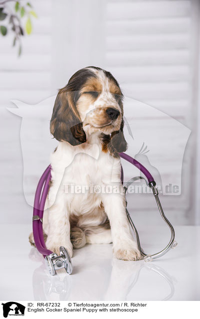 English Cocker Spaniel Puppy with stethoscope / RR-67232