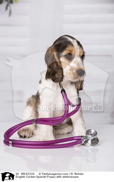 English Cocker Spaniel Welpe mit Stethoskop / English Cocker Spaniel Puppy with stethoscope / RR-67233