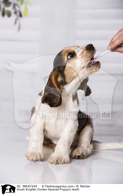 Z�hne putzen beim English Cocker Spaniel Welpen / brush English Cocker Spaniel Puppy's teeth / RR-67244