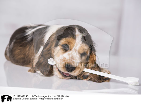 English Cocker Spaniel Welpe mit Zahnbrste / English Cocker Spaniel Puppy with toothbrush / RR-67245