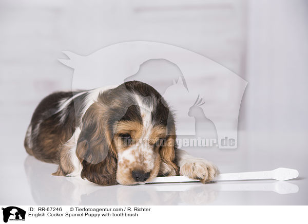 English Cocker Spaniel Welpe mit Zahnbrste / English Cocker Spaniel Puppy with toothbrush / RR-67246