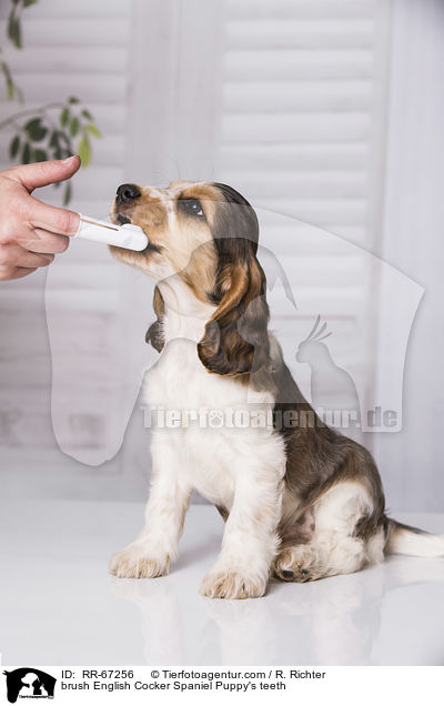 Zhne putzen beim English Cocker Spaniel Welpen / brush English Cocker Spaniel Puppy's teeth / RR-67256