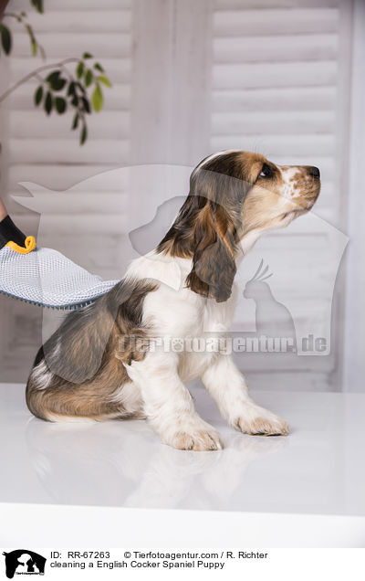 English Cocker Spaniel Welpe wird geb�rstet / cleaning a English Cocker Spaniel Puppy / RR-67263
