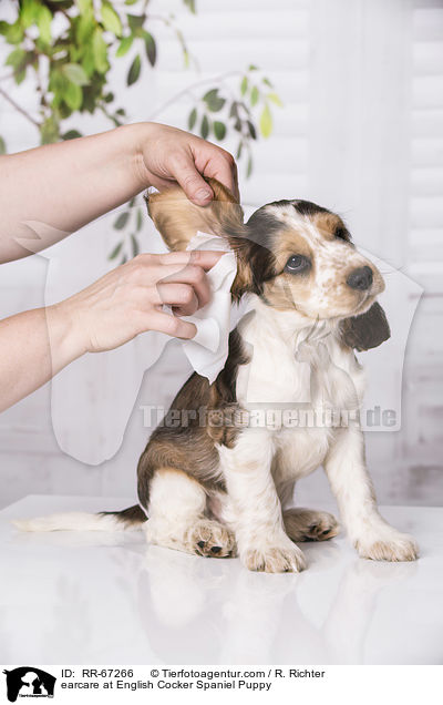 earcare at English Cocker Spaniel Puppy / RR-67266