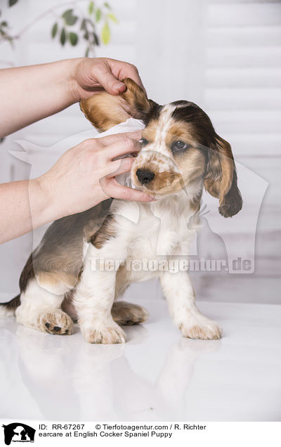 earcare at English Cocker Spaniel Puppy / RR-67267