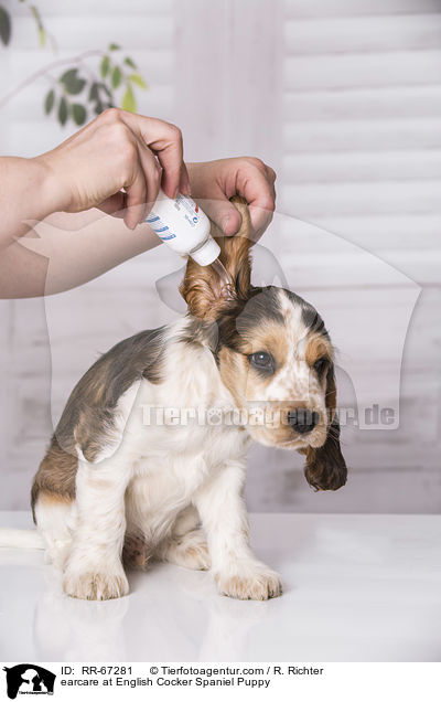 Ohrenpflege English Cocker Spaniel Welpe / earcare at English Cocker Spaniel Puppy / RR-67281