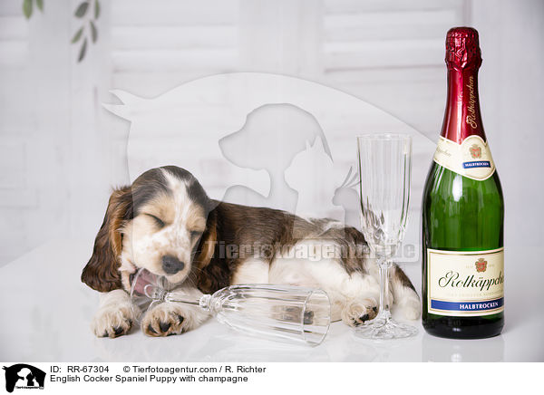English Cocker Spaniel Welpe mit Sekt / English Cocker Spaniel Puppy with champagne / RR-67304