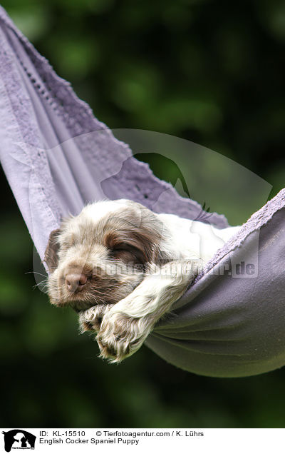 English Cocker Spaniel Welpe / English Cocker Spaniel Puppy / KL-15510