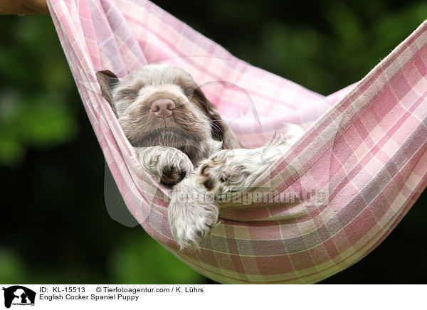 English Cocker Spaniel Welpe / English Cocker Spaniel Puppy / KL-15513