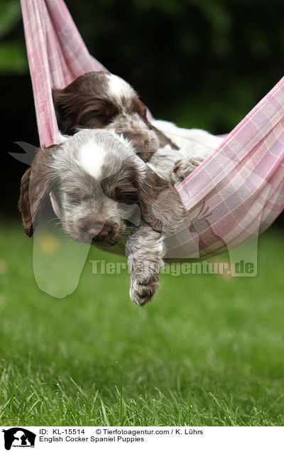 English Cocker Spaniel Welpen / English Cocker Spaniel Puppies / KL-15514