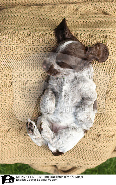 English Cocker Spaniel Welpe / English Cocker Spaniel Puppy / KL-15517