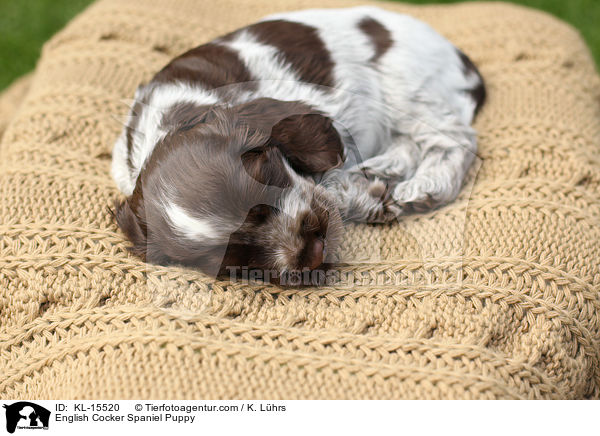 English Cocker Spaniel Welpe / English Cocker Spaniel Puppy / KL-15520