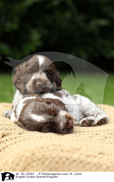 English Cocker Spaniel Welpen / English Cocker Spaniel Puppies / KL-15522