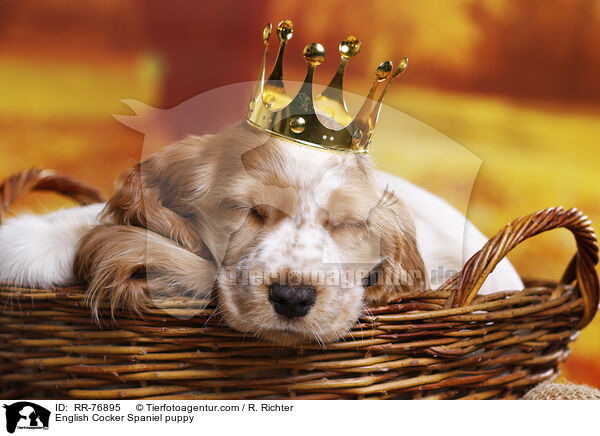 English Cocker Spaniel Welpe / English Cocker Spaniel puppy / RR-76895
