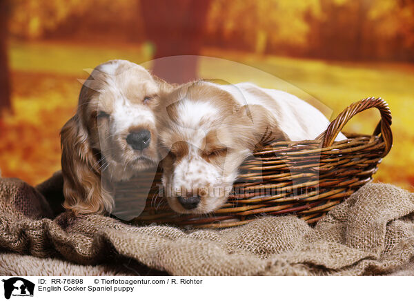 English Cocker Spaniel Welpe / English Cocker Spaniel puppy / RR-76898