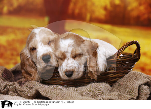 English Cocker Spaniel Welpe / English Cocker Spaniel puppy / RR-76899