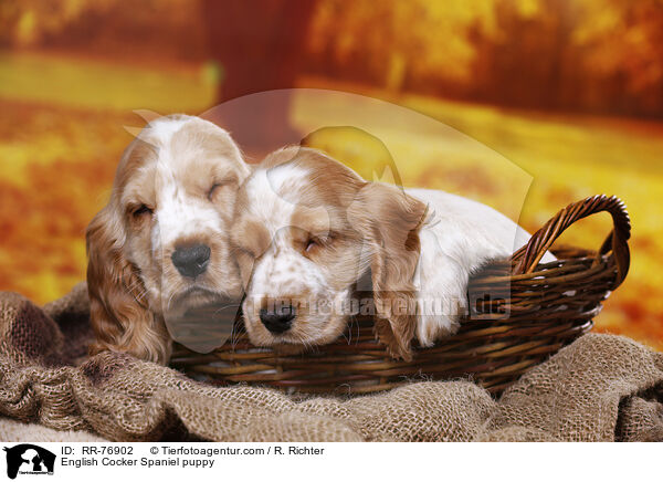 English Cocker Spaniel Welpe / English Cocker Spaniel puppy / RR-76902