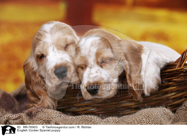 English Cocker Spaniel Welpe / English Cocker Spaniel puppy / RR-76903