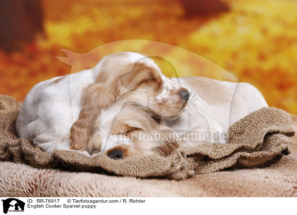 English Cocker Spaniel Welpe / English Cocker Spaniel puppy / RR-76917