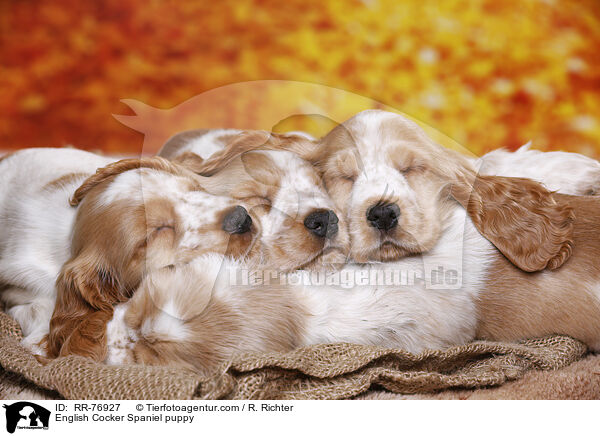 English Cocker Spaniel Welpe / English Cocker Spaniel puppy / RR-76927