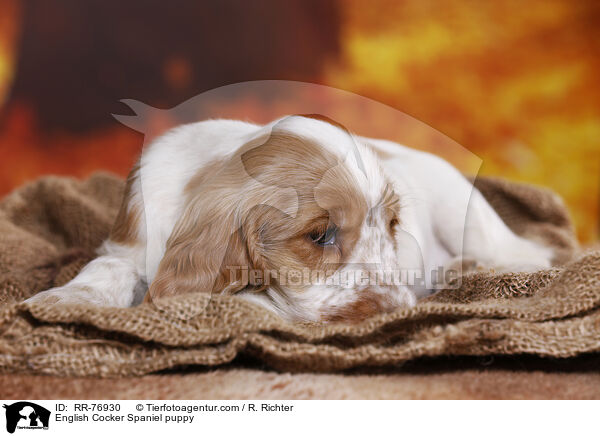 English Cocker Spaniel Welpe / English Cocker Spaniel puppy / RR-76930
