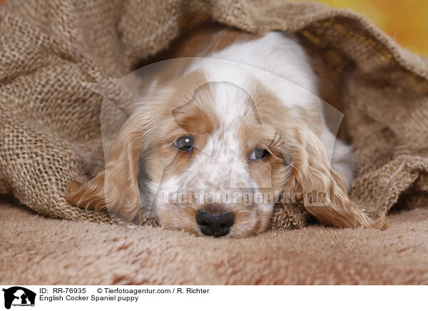English Cocker Spaniel Welpe / English Cocker Spaniel puppy / RR-76935