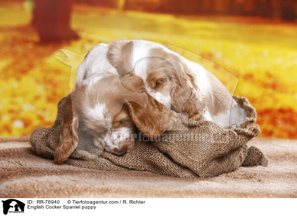 English Cocker Spaniel Welpe / English Cocker Spaniel puppy / RR-76940