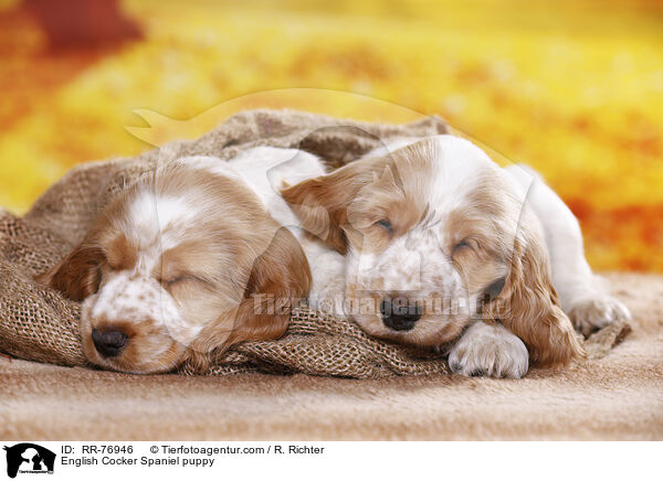 English Cocker Spaniel Welpe / English Cocker Spaniel puppy / RR-76946
