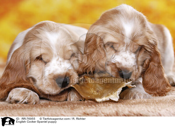 English Cocker Spaniel Welpe / English Cocker Spaniel puppy / RR-76955