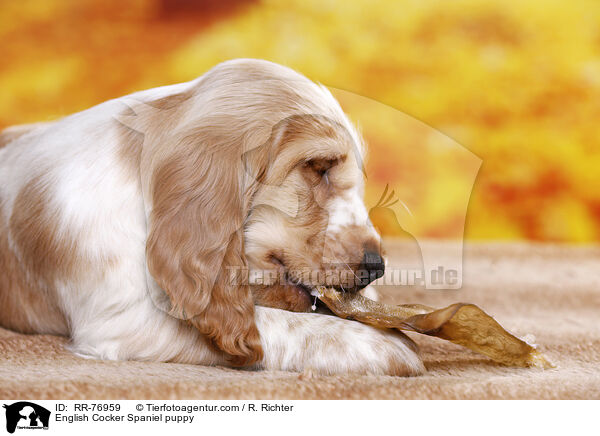 English Cocker Spaniel Welpe / English Cocker Spaniel puppy / RR-76959
