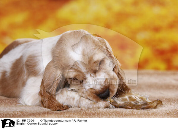 English Cocker Spaniel Welpe / English Cocker Spaniel puppy / RR-76961