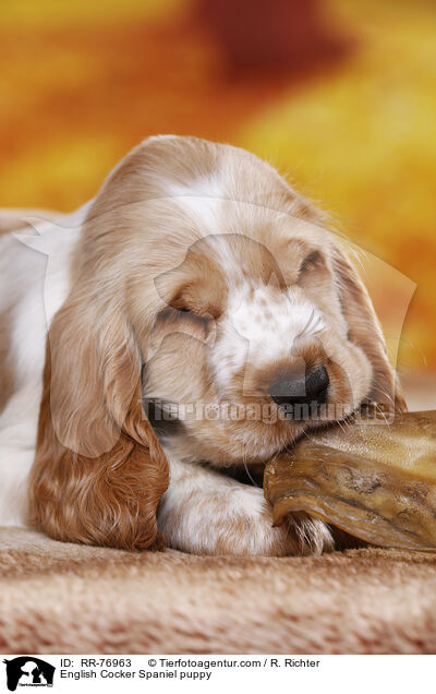 English Cocker Spaniel Welpe / English Cocker Spaniel puppy / RR-76963