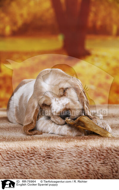 English Cocker Spaniel Welpe / English Cocker Spaniel puppy / RR-76964