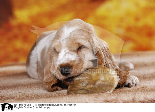 English Cocker Spaniel Welpe / English Cocker Spaniel puppy / RR-76965