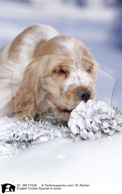English Cocker Spaniel Welpe im Schnee / English Cocker Spaniel in snow / RR-77026