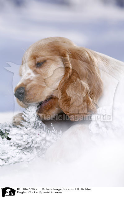 English Cocker Spaniel Welpe im Schnee / English Cocker Spaniel in snow / RR-77029