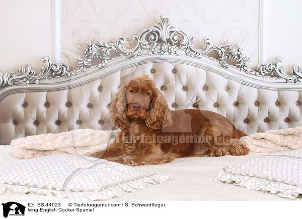 liegender English Cocker Spaniel / lying English Cocker Spaniel / SS-44023