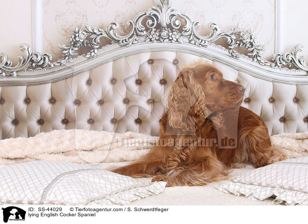liegender English Cocker Spaniel / lying English Cocker Spaniel / SS-44029