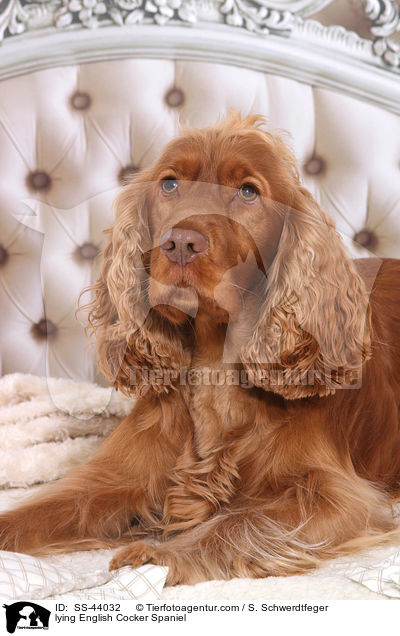 liegender English Cocker Spaniel / lying English Cocker Spaniel / SS-44032