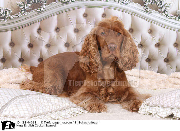liegender English Cocker Spaniel / lying English Cocker Spaniel / SS-44038