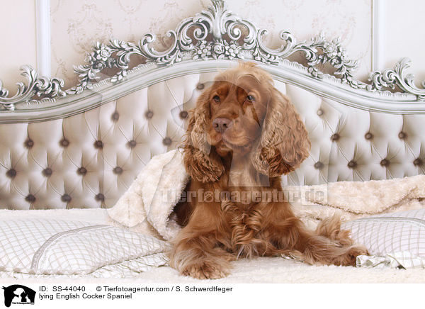liegender English Cocker Spaniel / lying English Cocker Spaniel / SS-44040