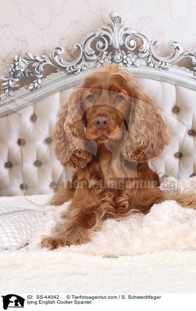 lying English Cocker Spaniel / SS-44042