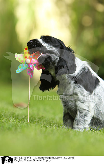 English Cocker Spaniel Welpe / English Cocker Spaniel Puppy / KL-16443